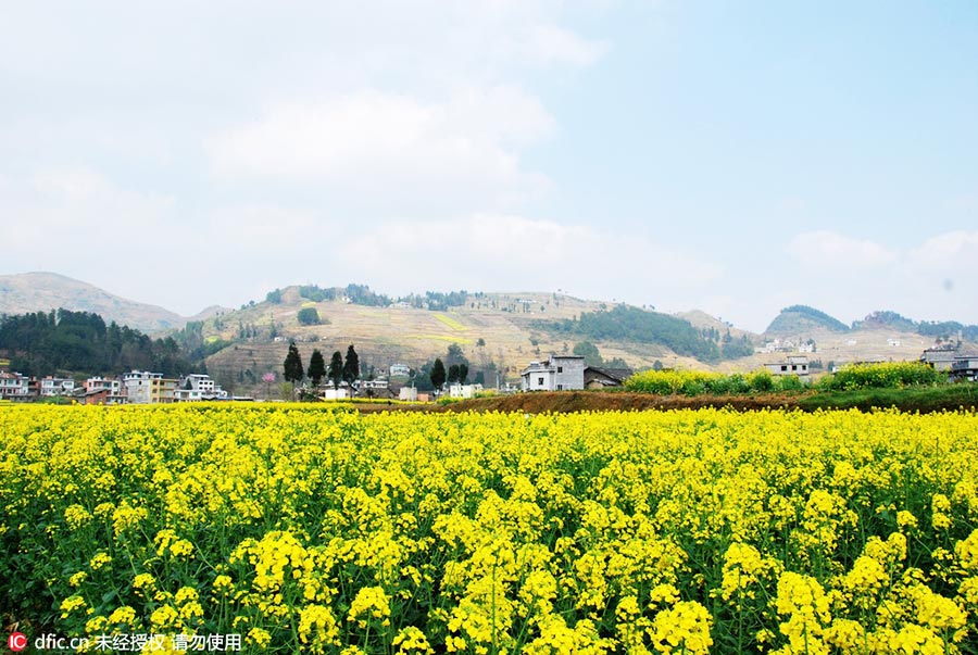 Discover Beautiful China in Spring Blossom (IV) | Study In China